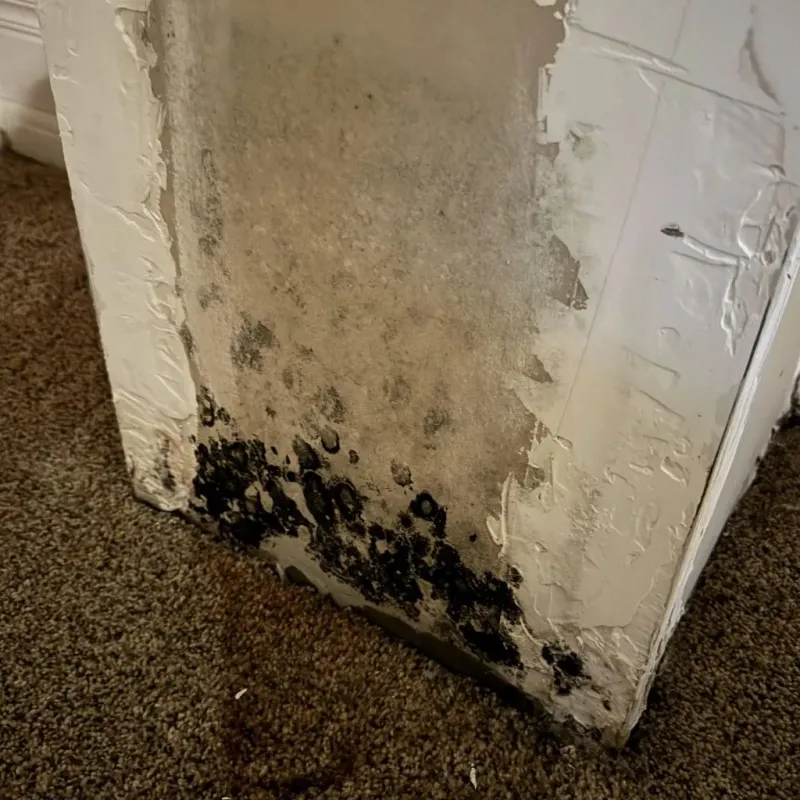 Professional Mold Removal in Cyril, OK
